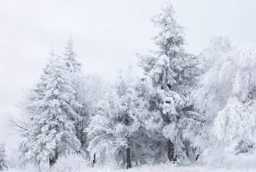 Soğuk ve Karlı Havalar Bağışıklığı Zorluyor!